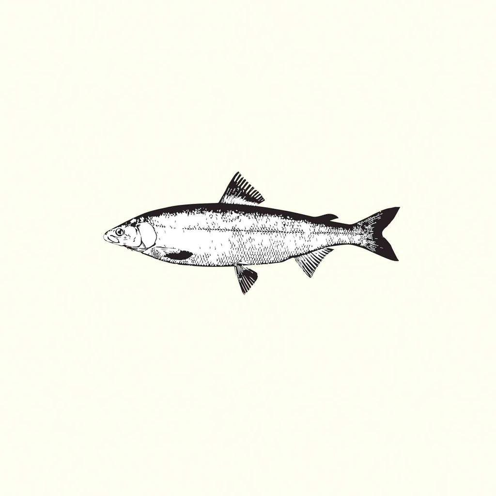 Salmon Illustration