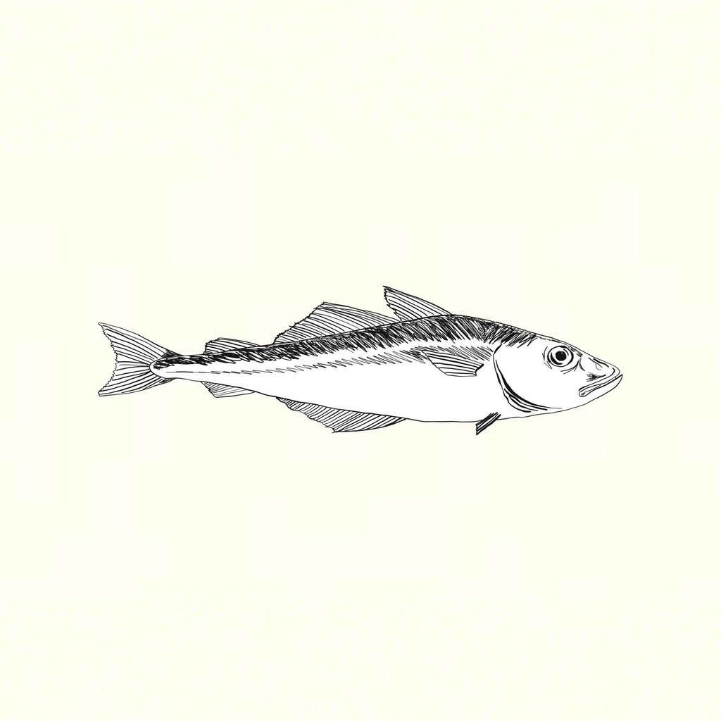 Coley illustration
