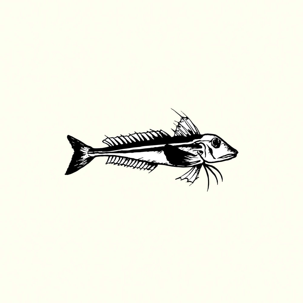 Gurnard Illustration