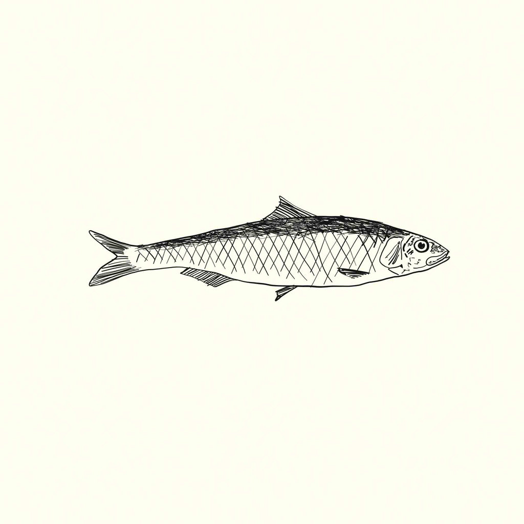 Sardine
