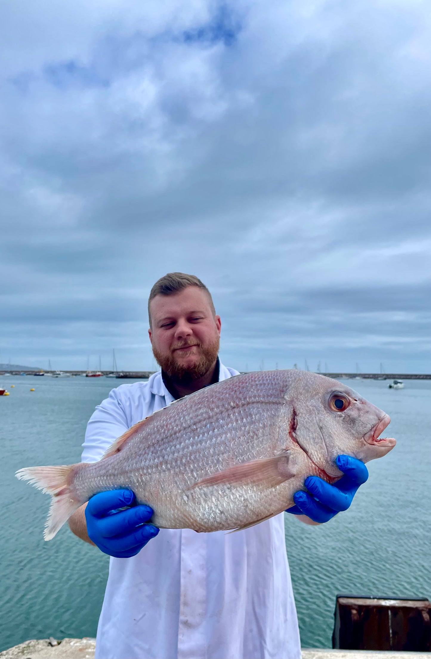 Market Pick - Couches Sea Bream 2.1kg