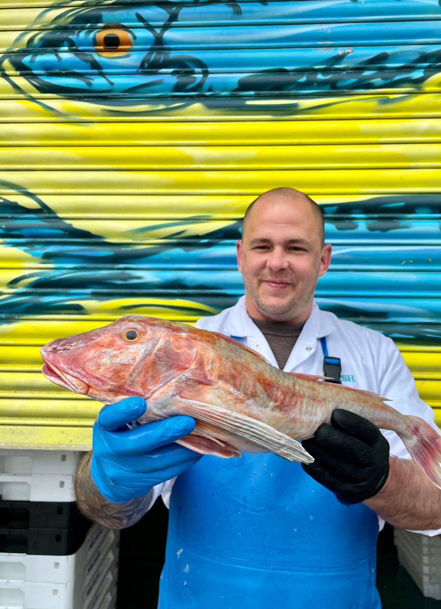 Market Pick - Gurnard 1.4kg