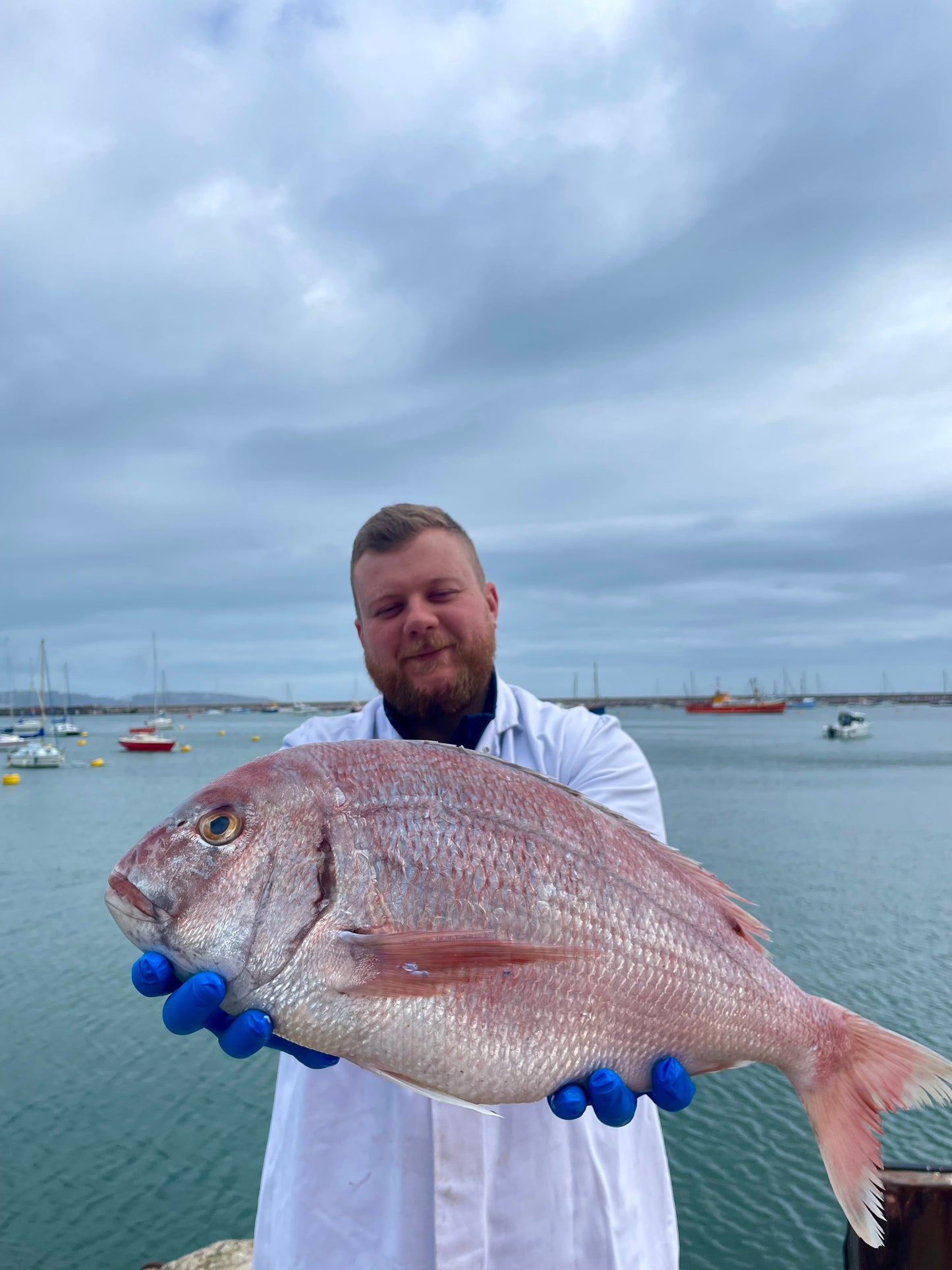 Market Pick - Couches Sea Bream 2.7kg