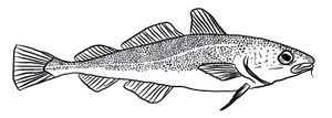 Cod Fillet