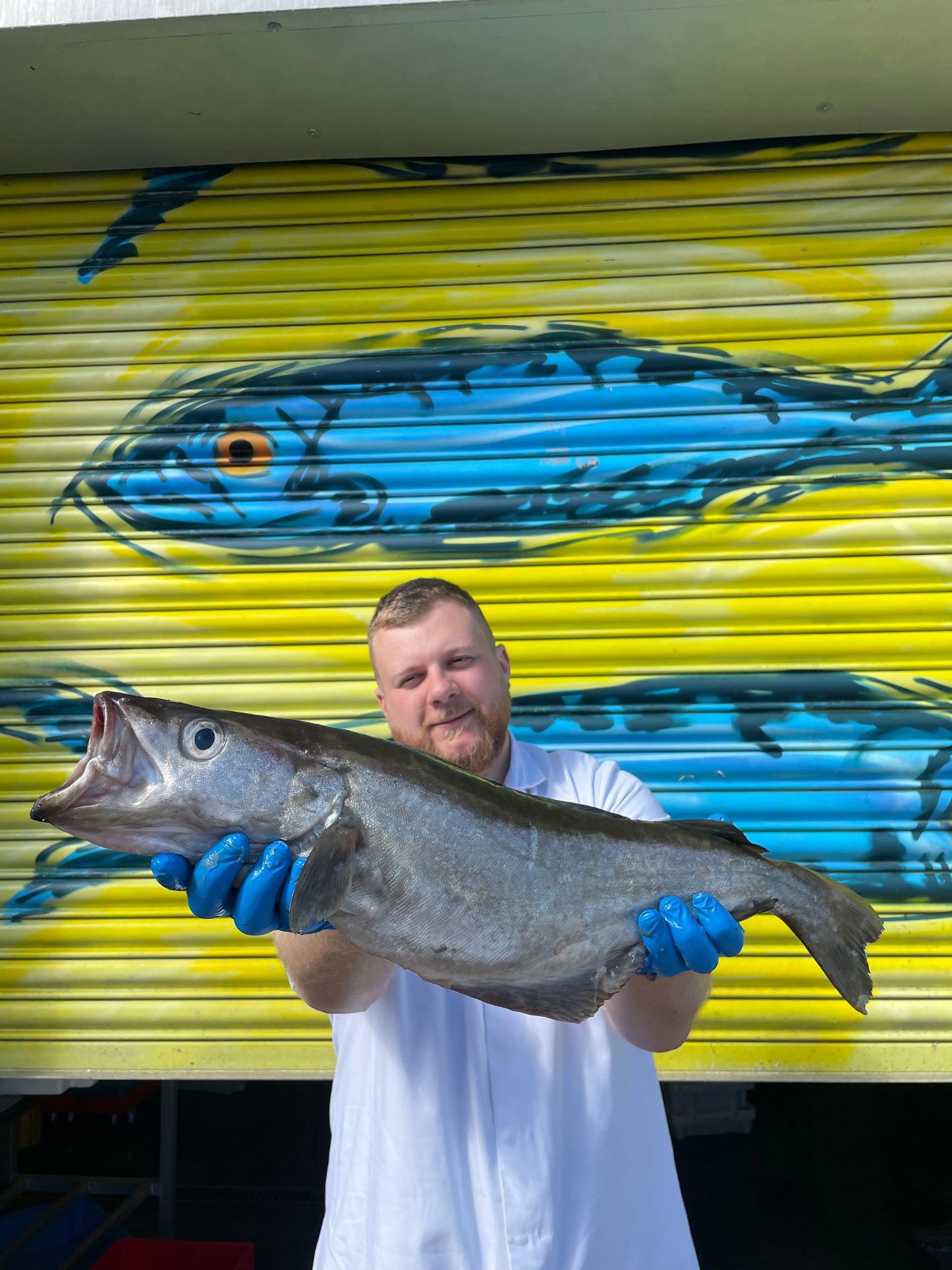 Market Pick - Pollack 2.4kg