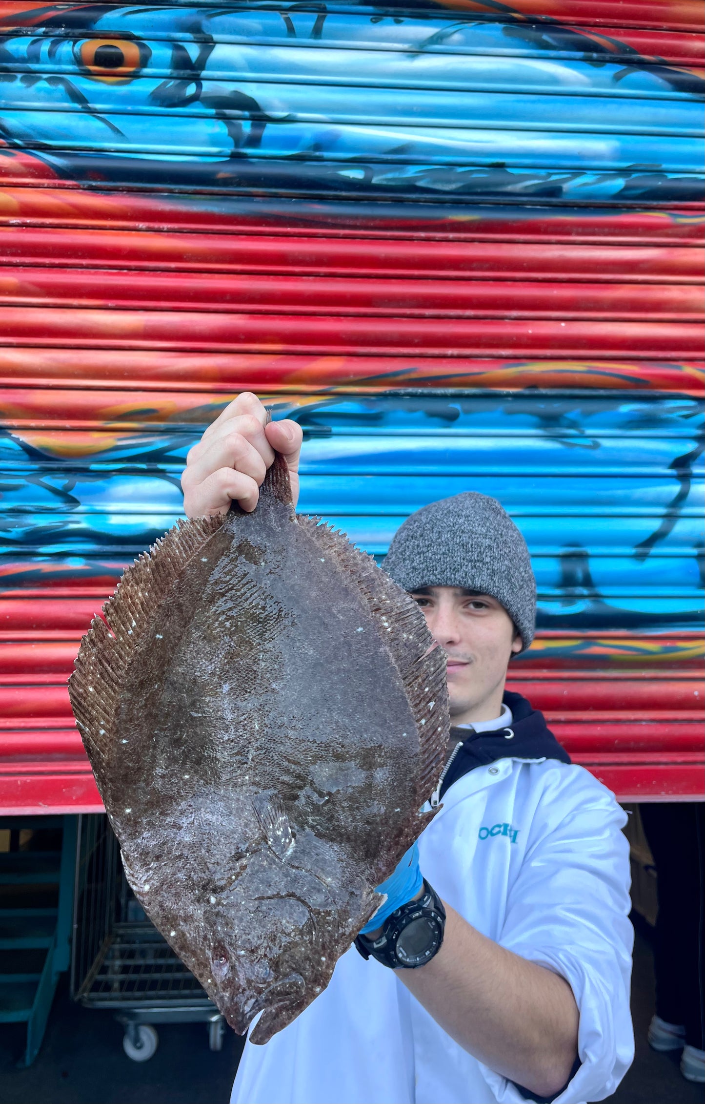 Market Pick - Brill 600g