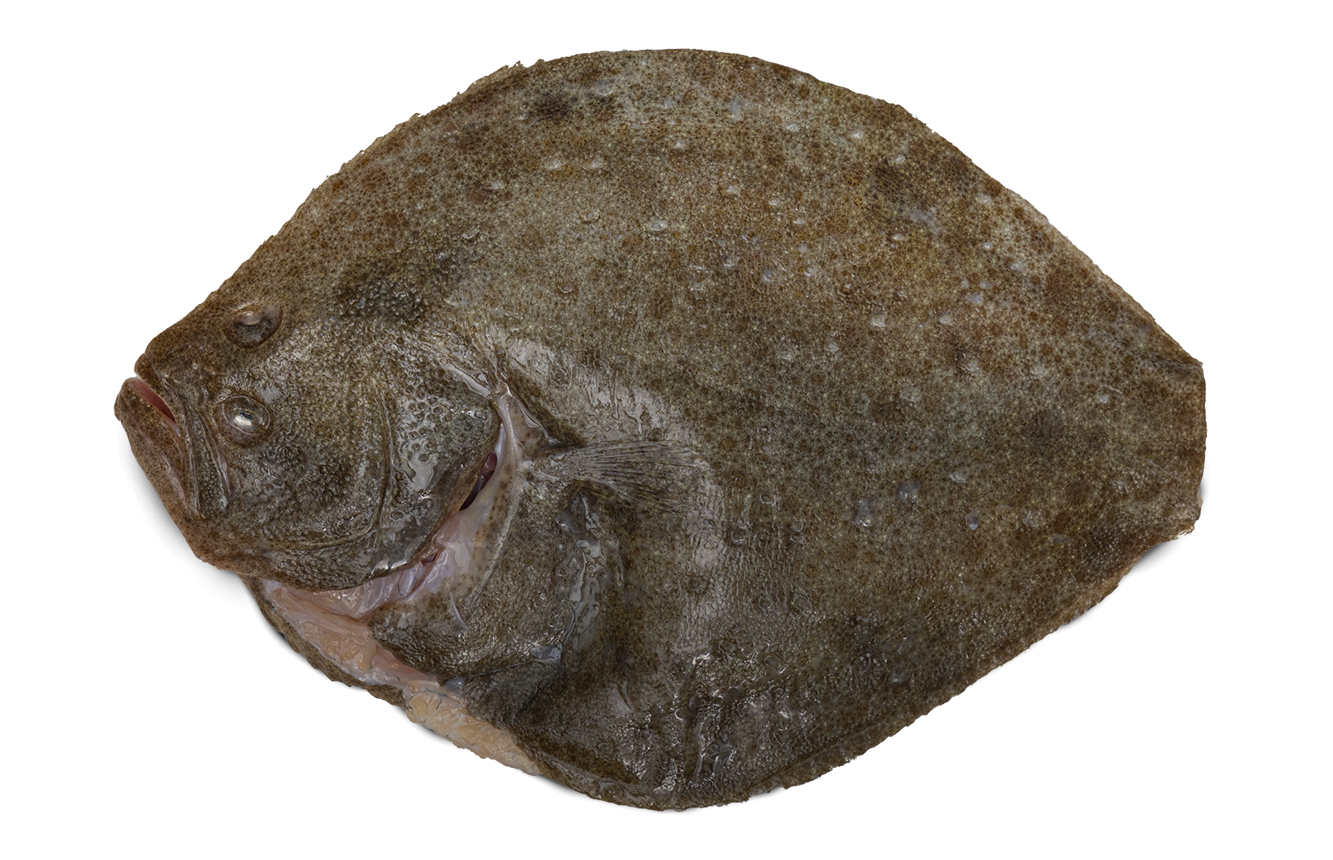 Whole Turbot for Two - Frozen