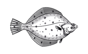 Plaice Fillet