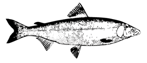 ChalkStream Trout