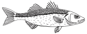 Sea Bass Fillet