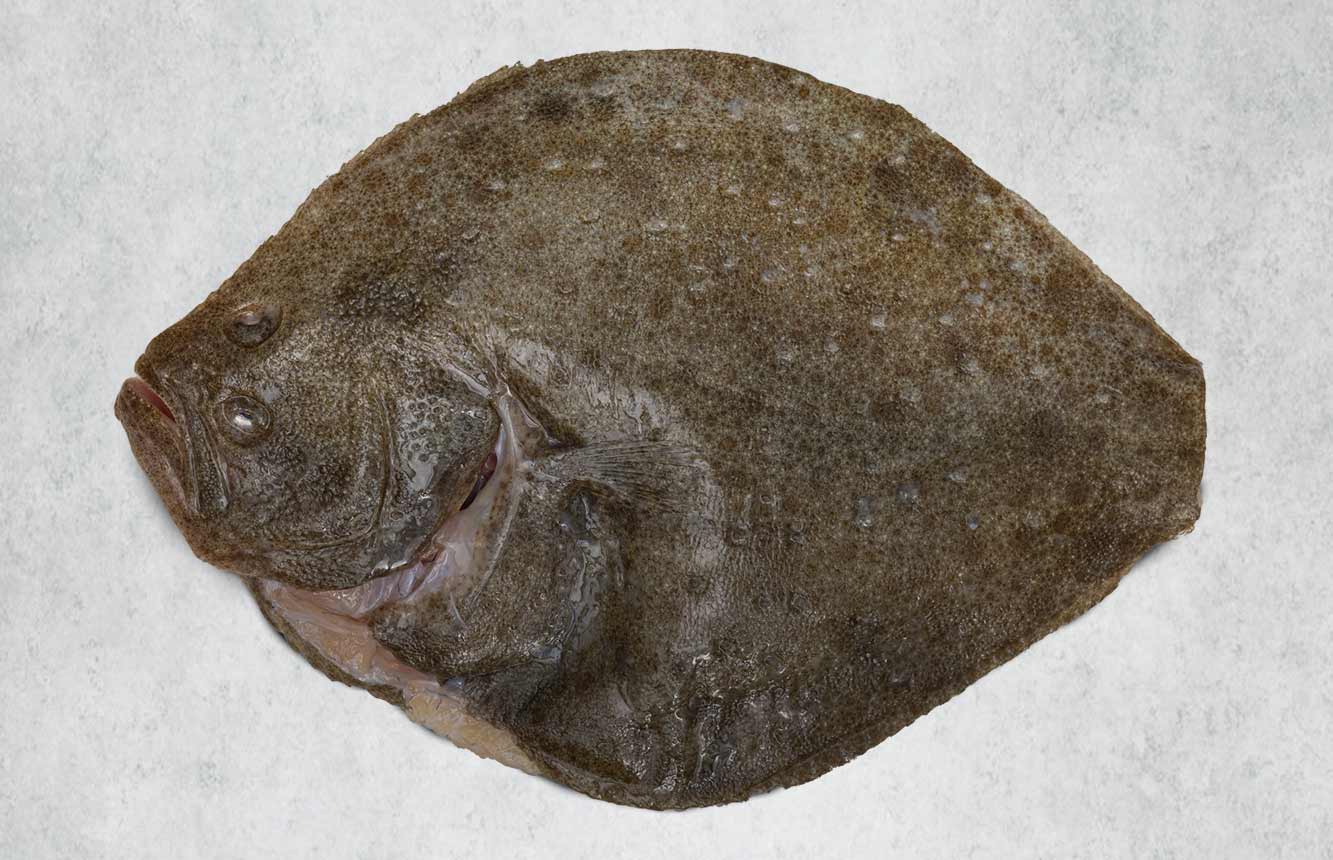 Whole turbot for sharing