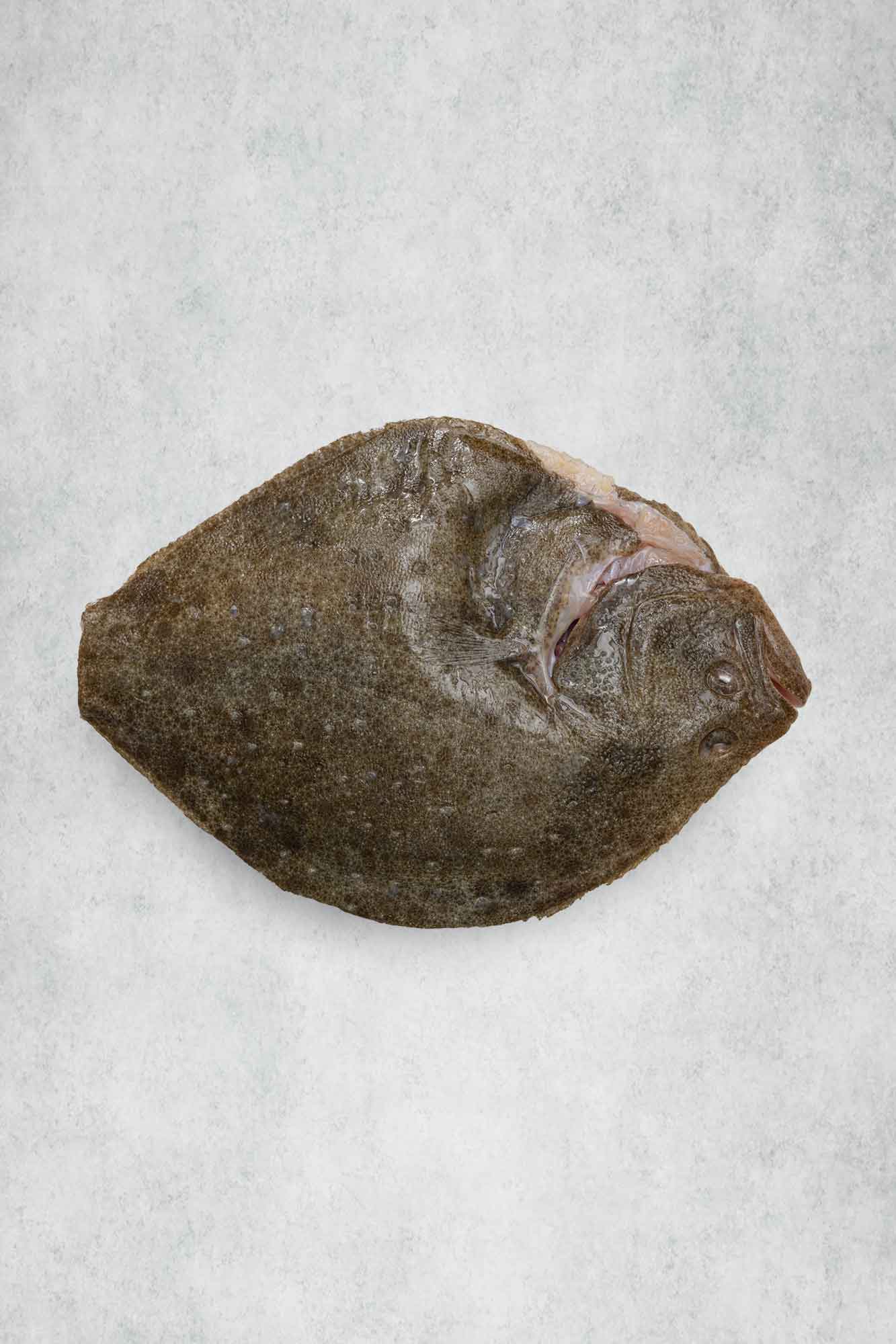 Whole Turbot for one, trimmed and prepared