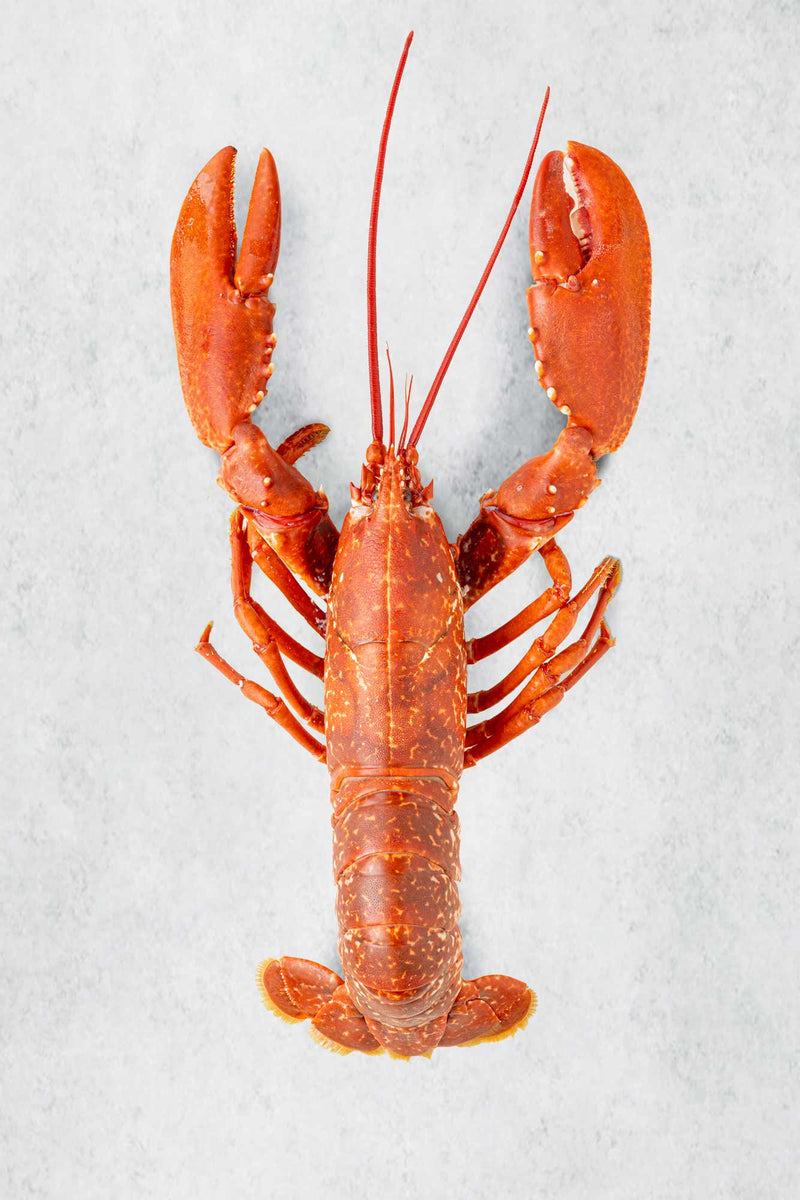 Whole Cooked Lobster Rockfish