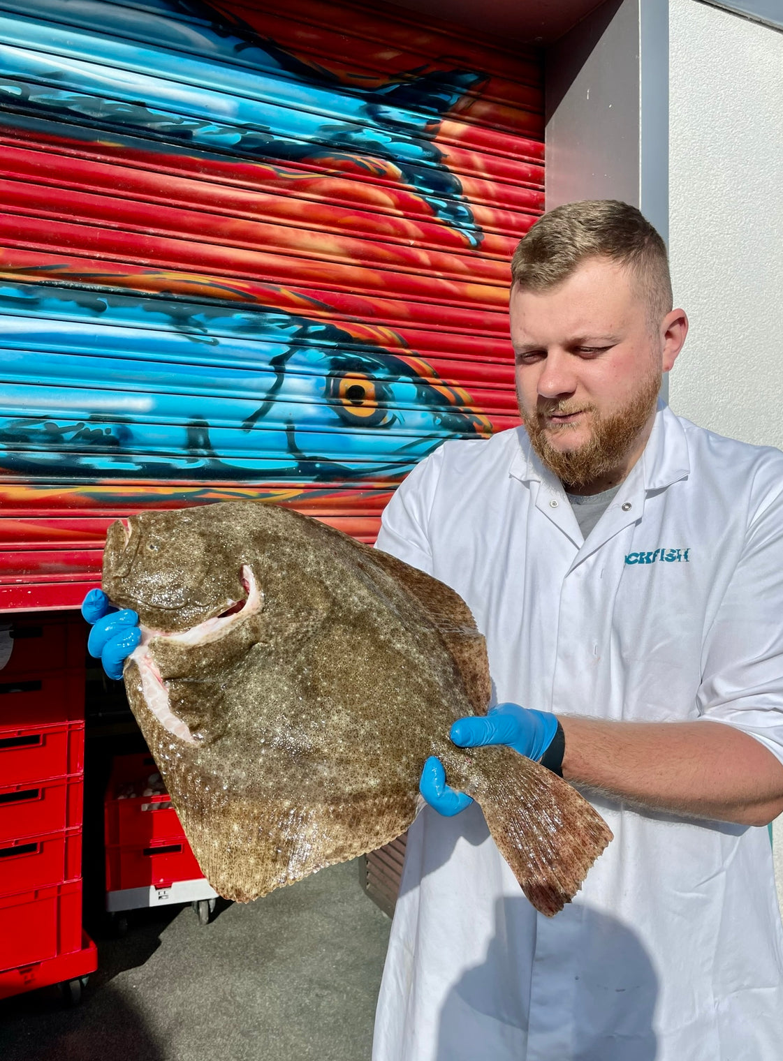 Market Pick - Turbot 1.4 kg