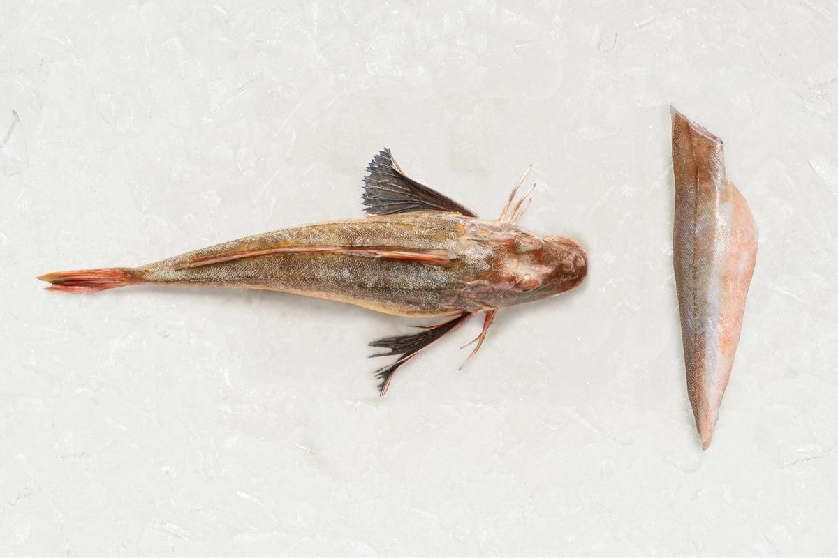Gurnard Fillet Frozen Rockfish