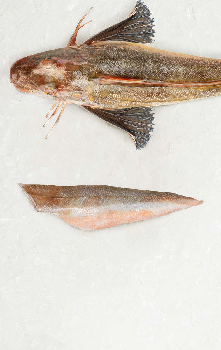 Gurnard Fillet Frozen Rockfish