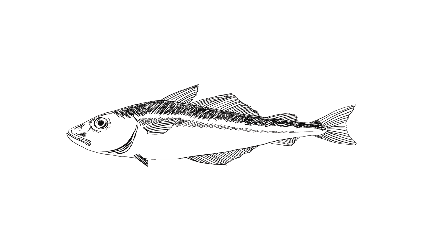 Coley Fillet