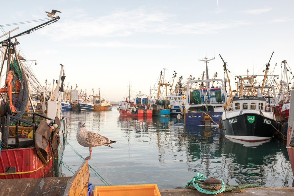 Local Fish