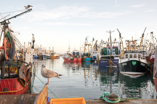 Local Fish