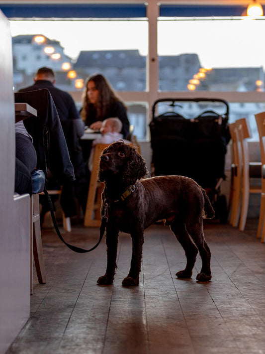 Best dog friendly beaches in Dorset