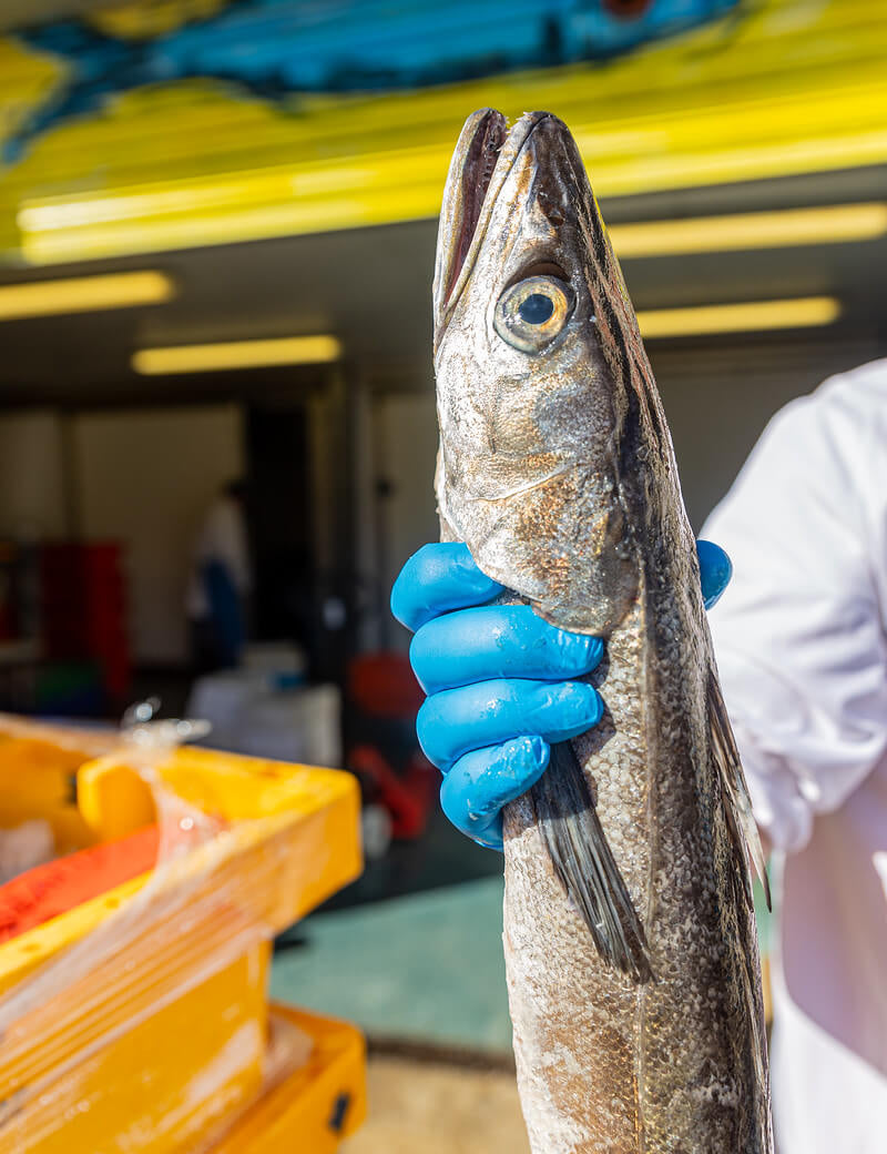 MSC Hake: Sustainability Success Story
