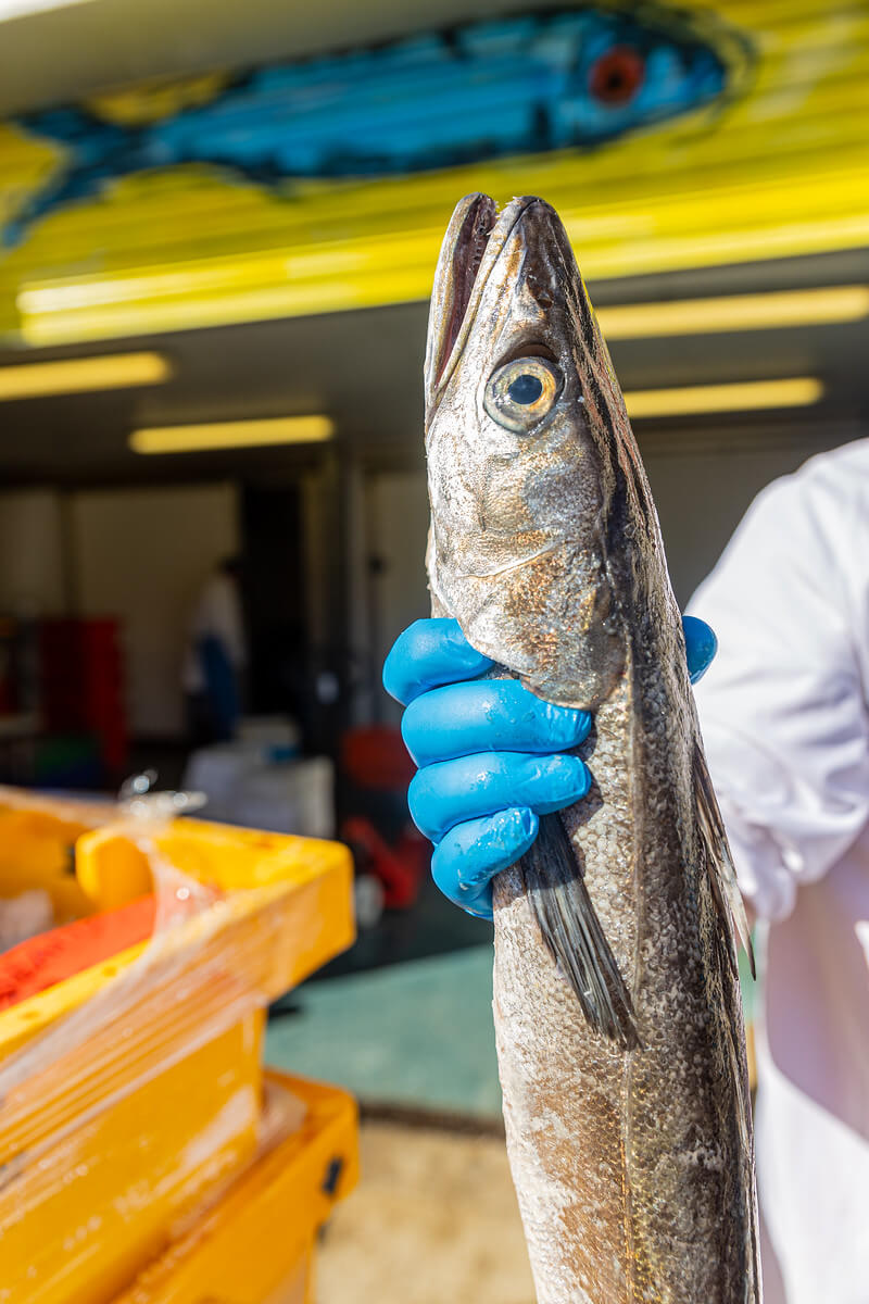 MSC Hake: Sustainability Success Story – Rockfish