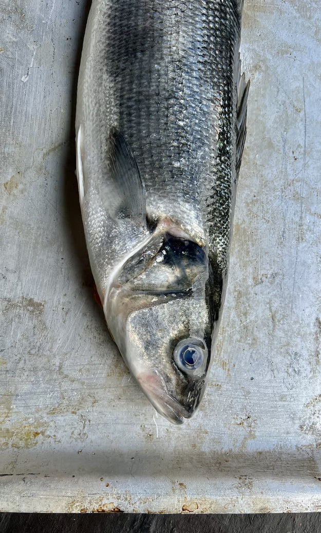Sea Bass Recipes  Rockfish Sustainable Seafood
