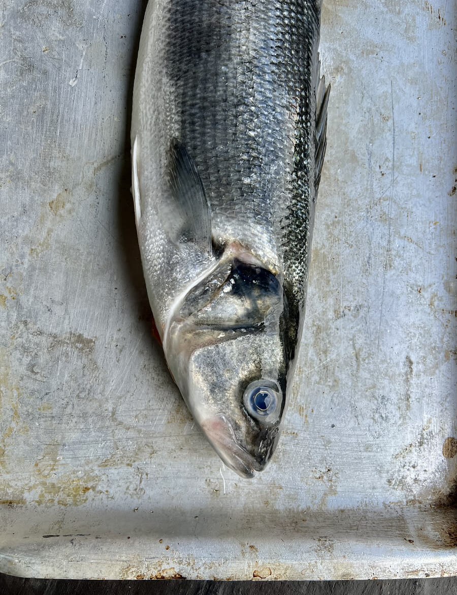 Sea Bass Recipes