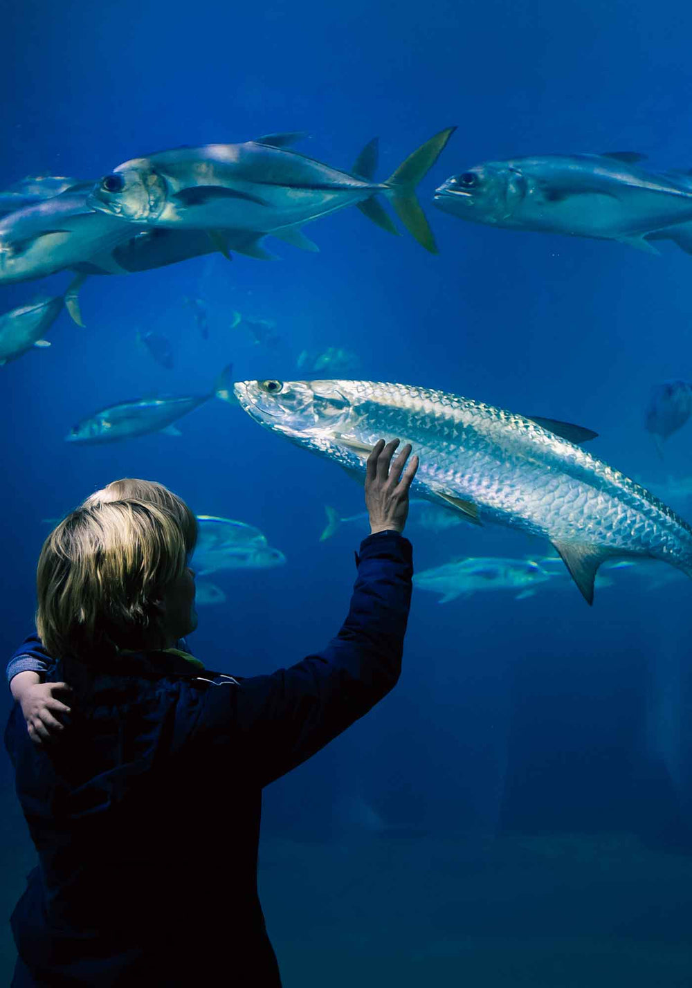 The National Marine Aquarium