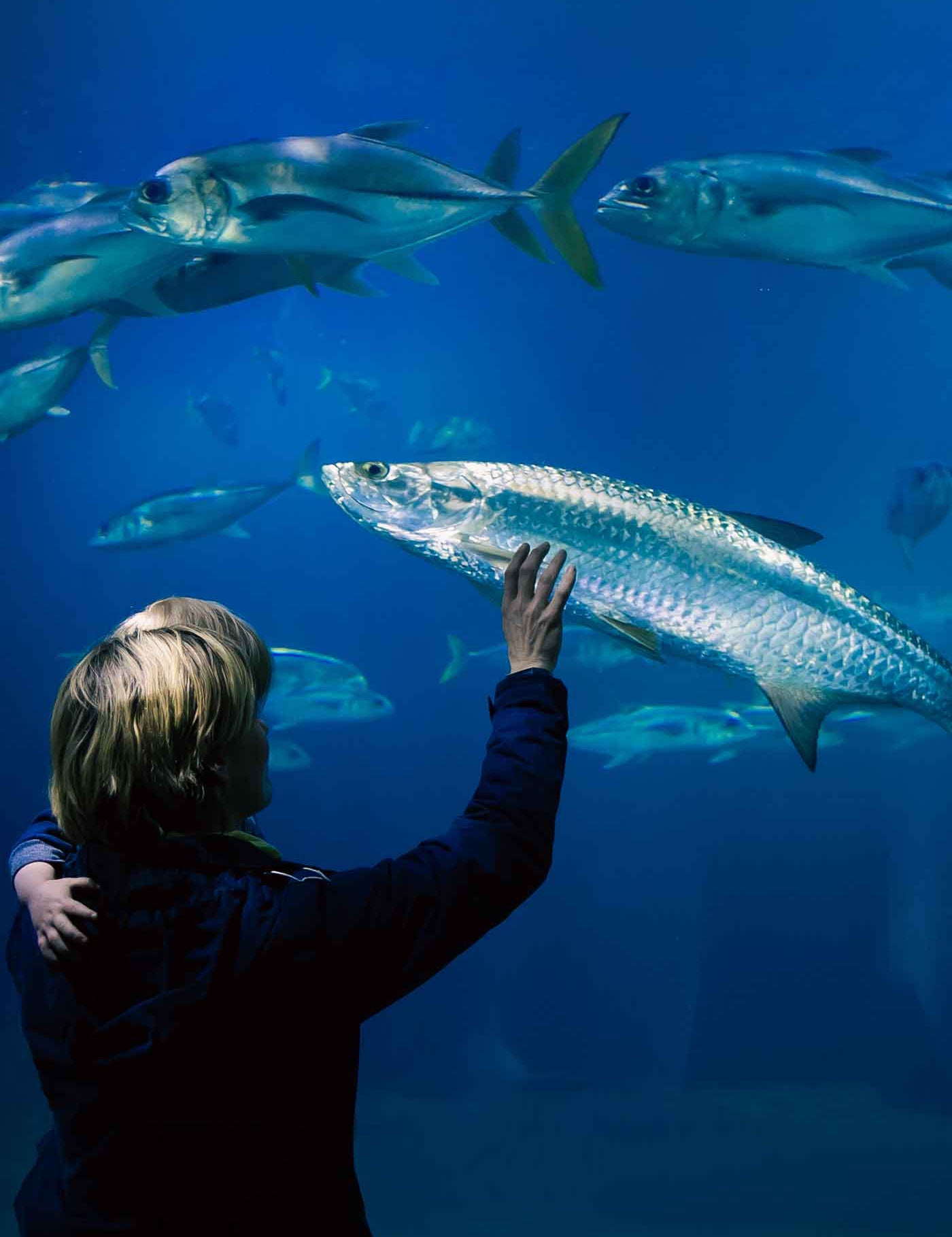 The National Marine Aquarium