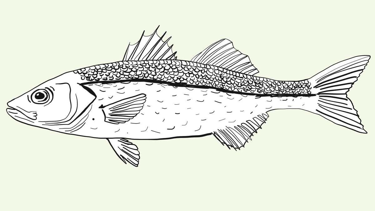 Roasted Sea Bass Recipe with Potatoes and Olives Rockfish