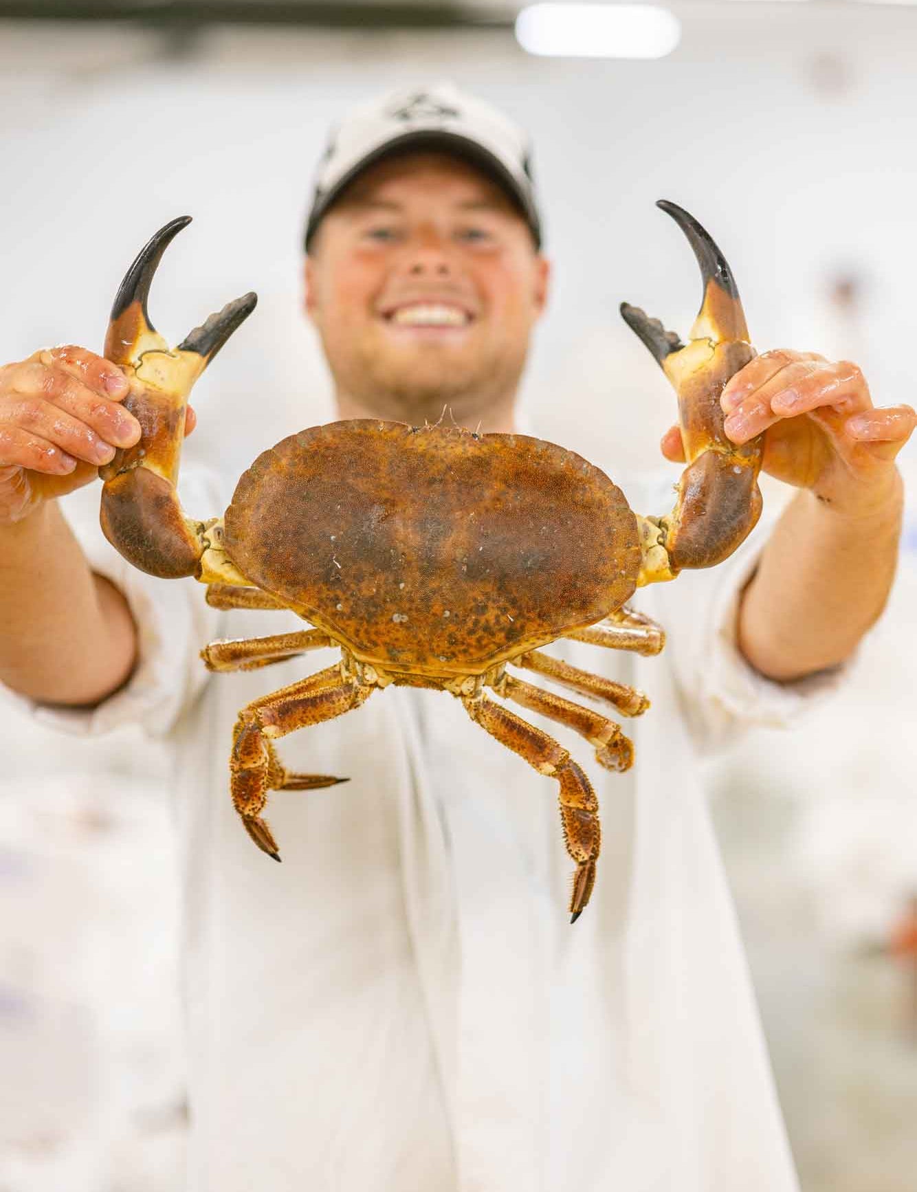 Rockfish Brown Crab
