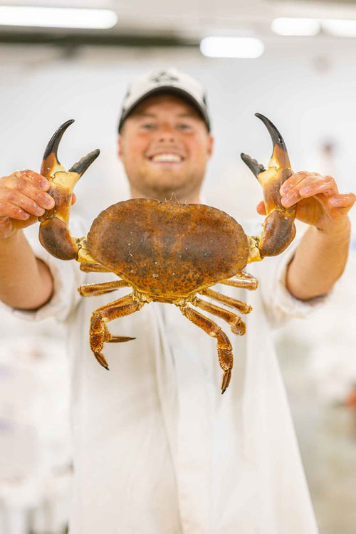 Rockfish Brown Crab