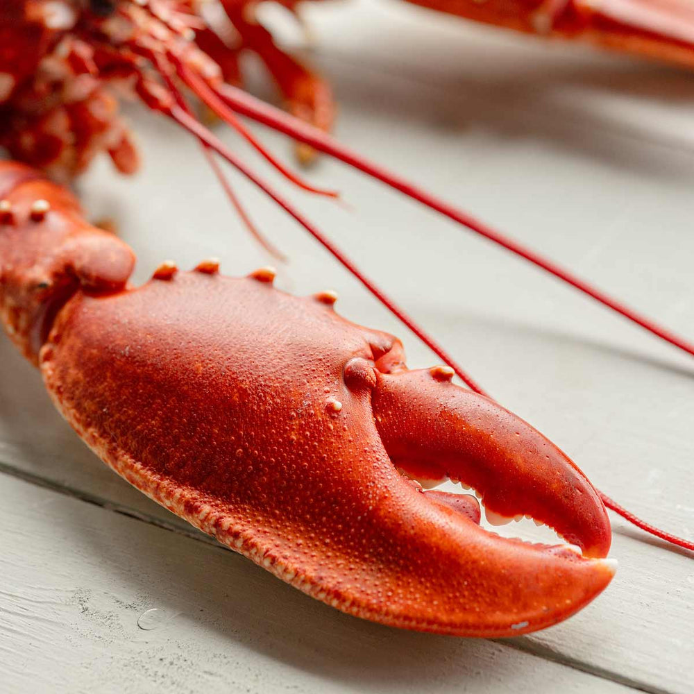 A cooked claw of lobster on wooden board