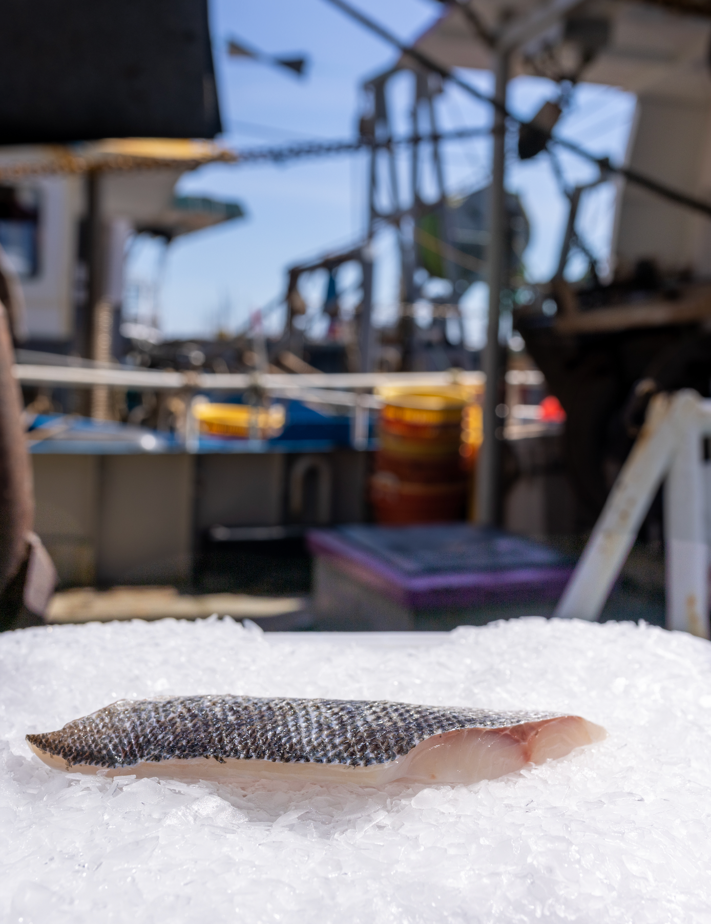 How to get amazing quality fish in the eye of a storm