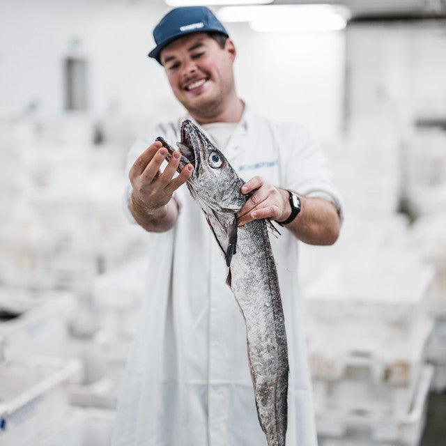 Tommy the fishmonger at Rockfish holding a whole hake as it is landed in Brixham harbour showing off its impressive teeth. Boxes of fish are behind him in the market