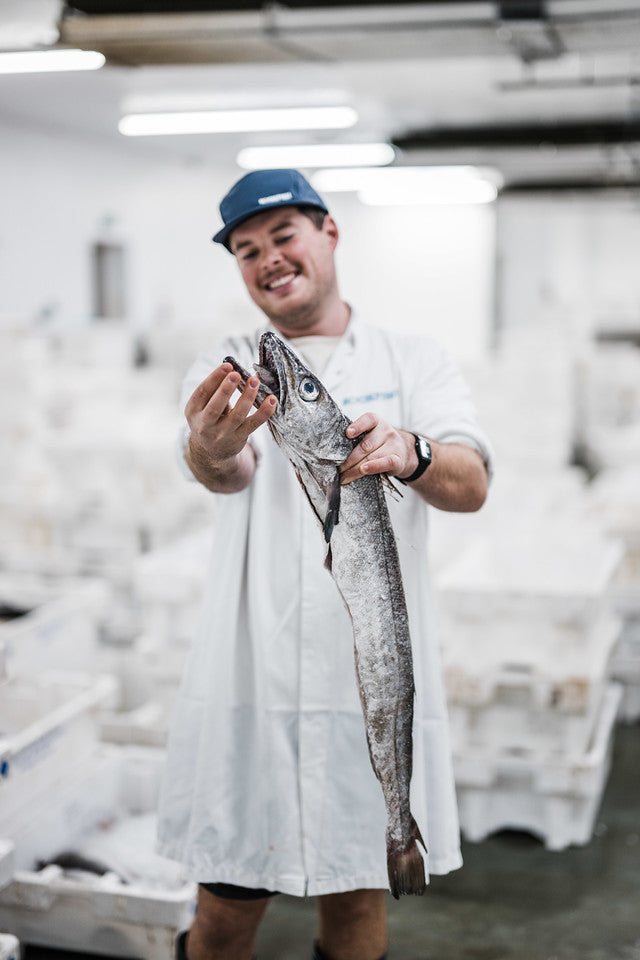 Tommy the fishmonger at Rockfish holding a whole hake as it is landed in Brixham harbour showing off its impressive teeth. Boxes of fish are behind him in the market