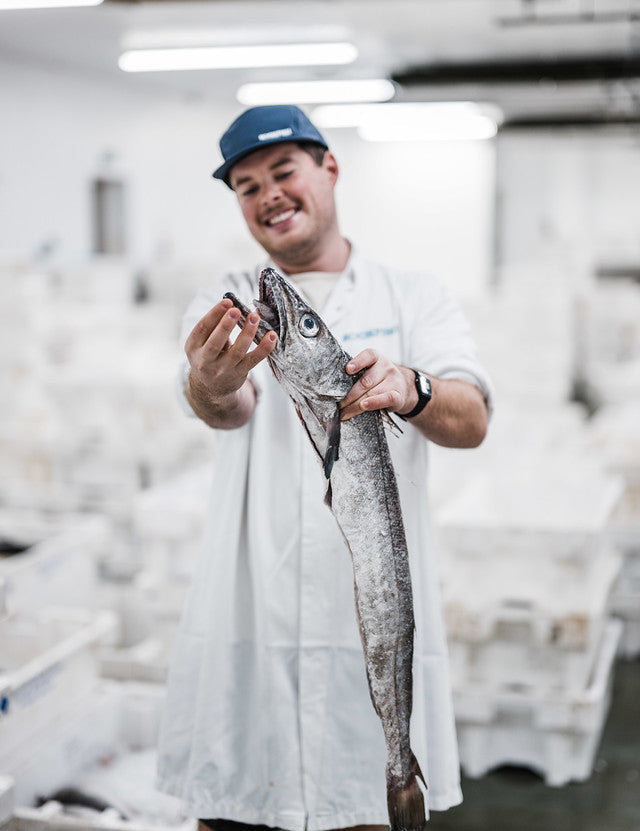 Tommy the fishmonger at Rockfish holding a whole hake as it is landed in Brixham harbour showing off its impressive teeth. Boxes of fish are behind him in the market
