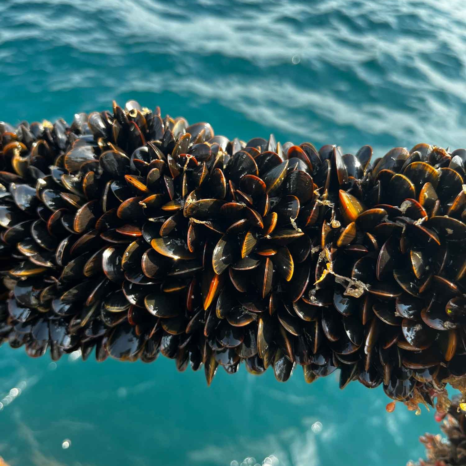 Lyme Bay mussels ready to be harvested