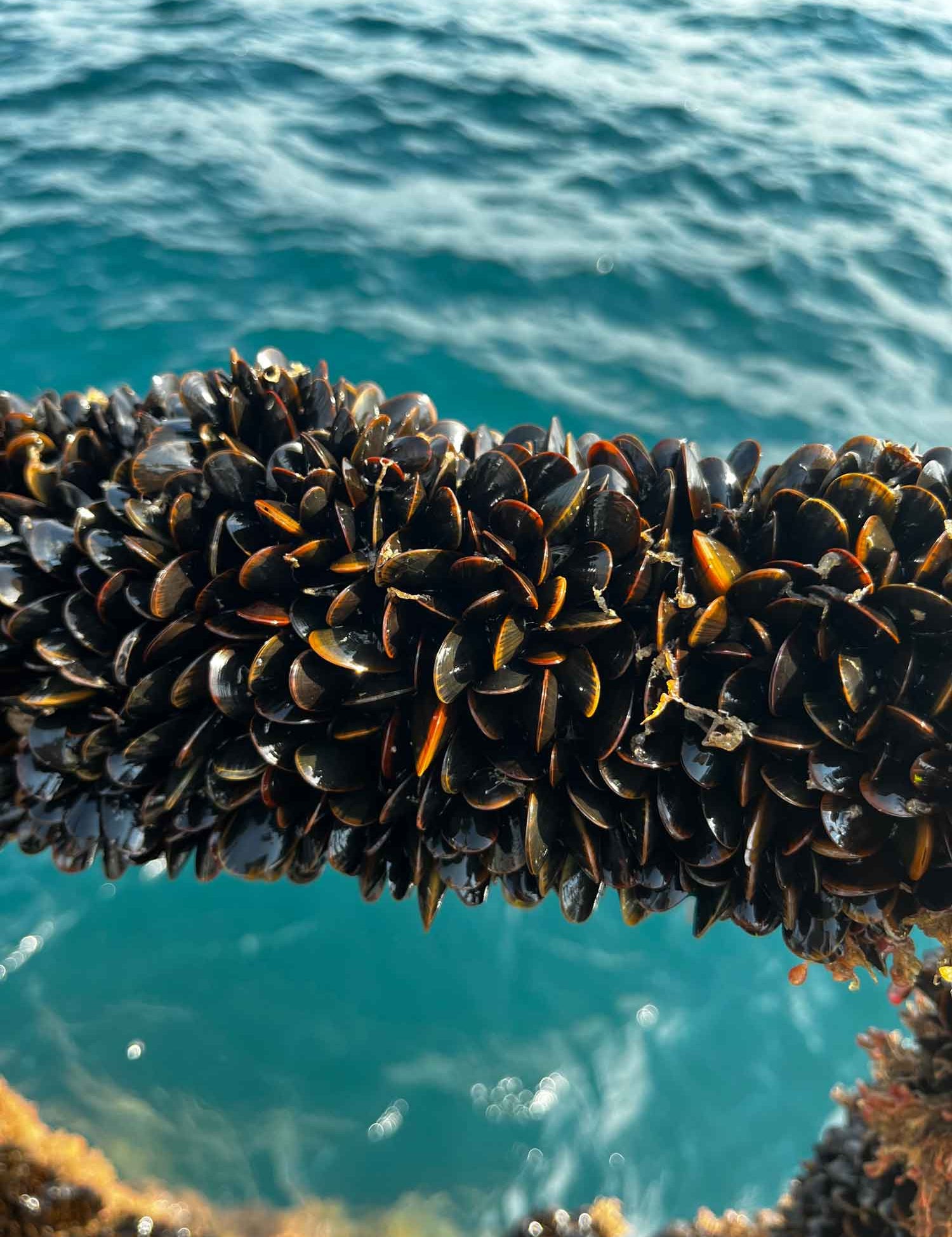 Lyme Bay mussels ready to be harvested
