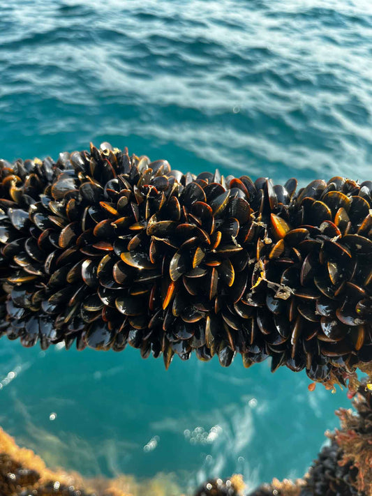 Lyme Bay mussels ready to be harvested