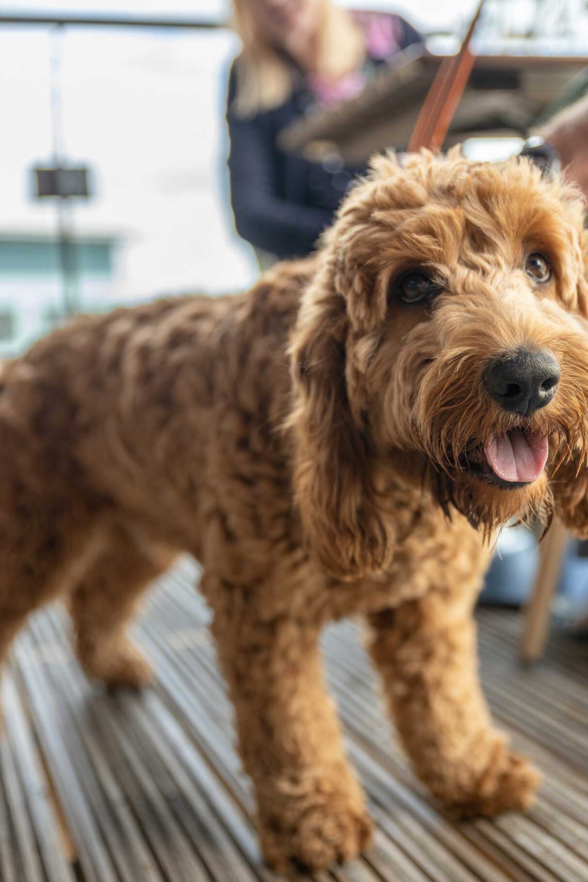 Dogs can go to a RockHounds game next month