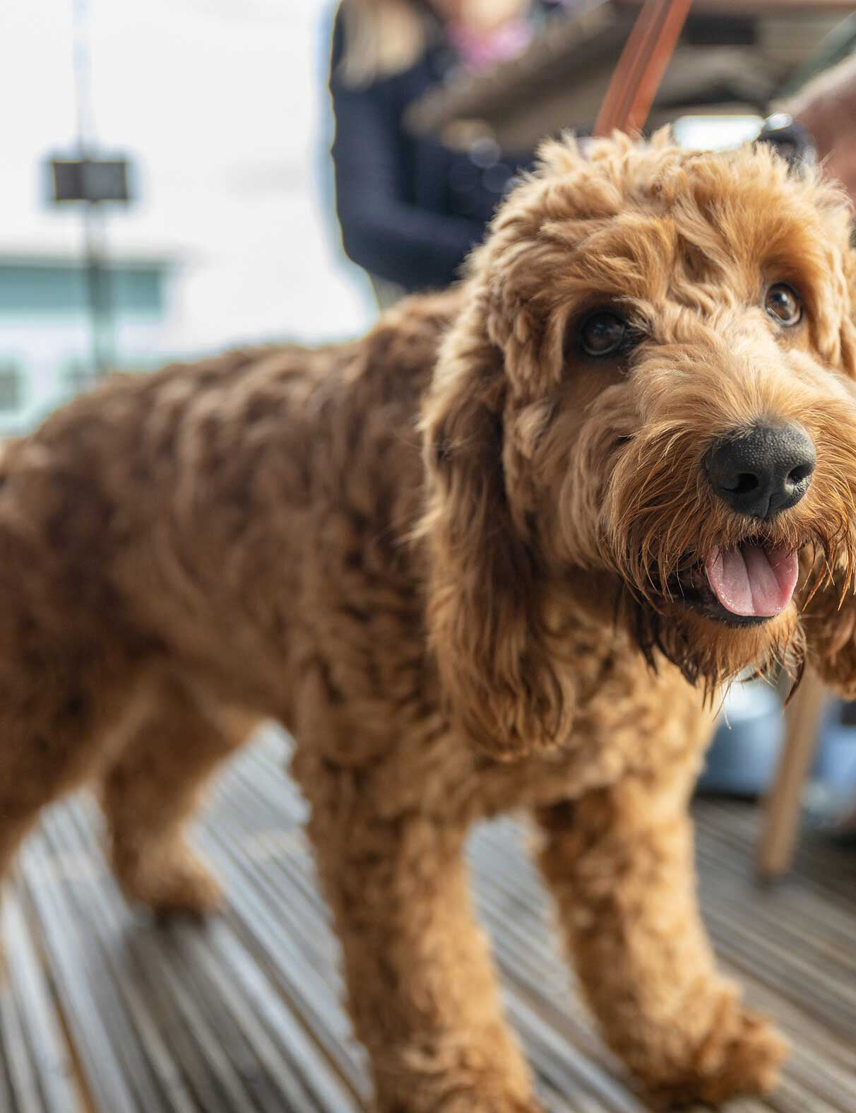 Dog friendly restaurants in Devon and Dorset