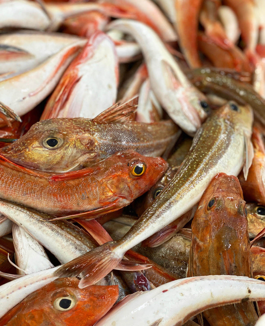 Gurnard