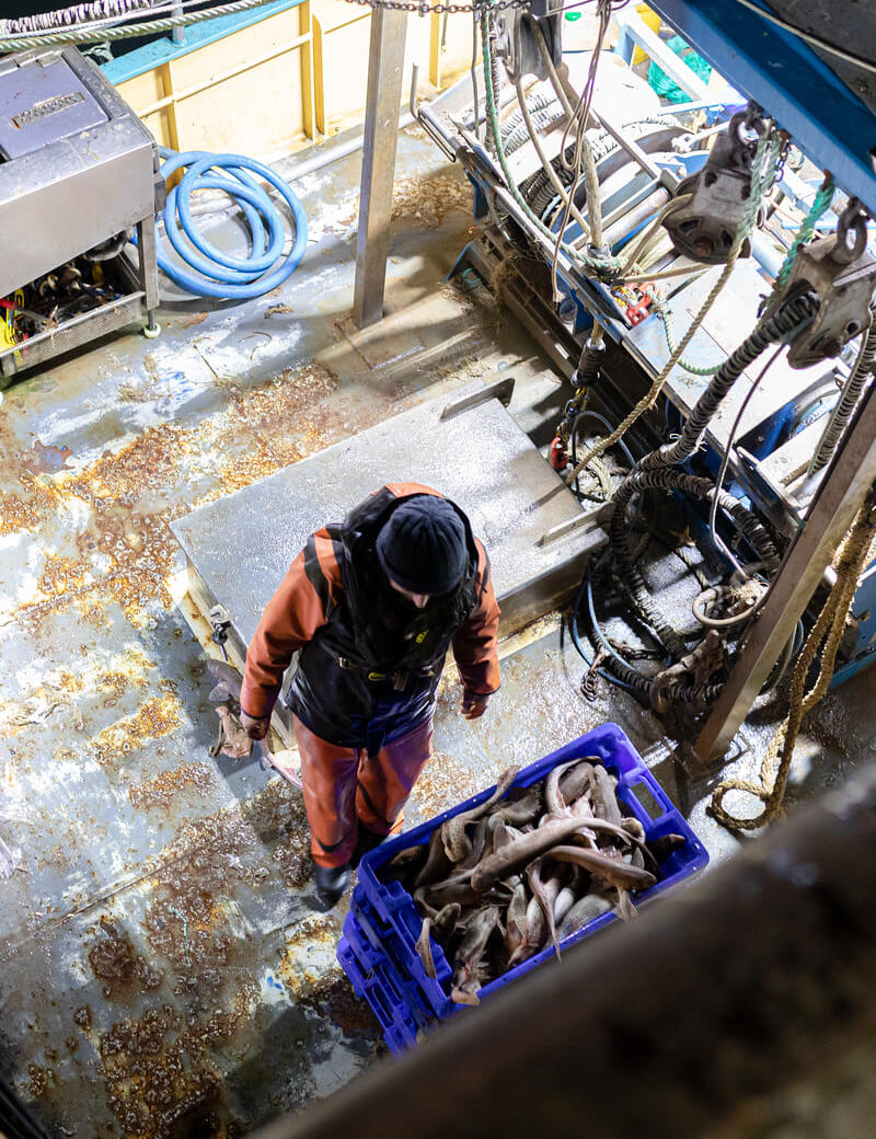 One Year of The Online Seafood Market