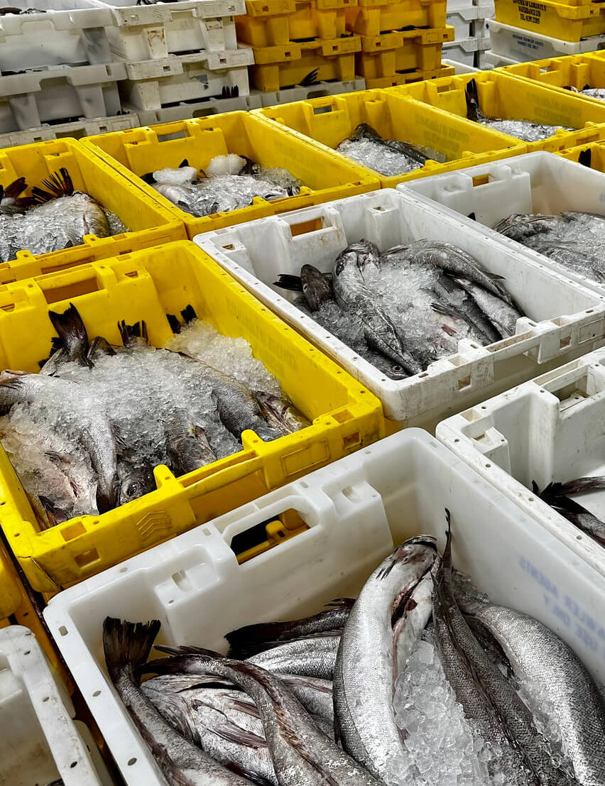 What does MSC certified actually mean?