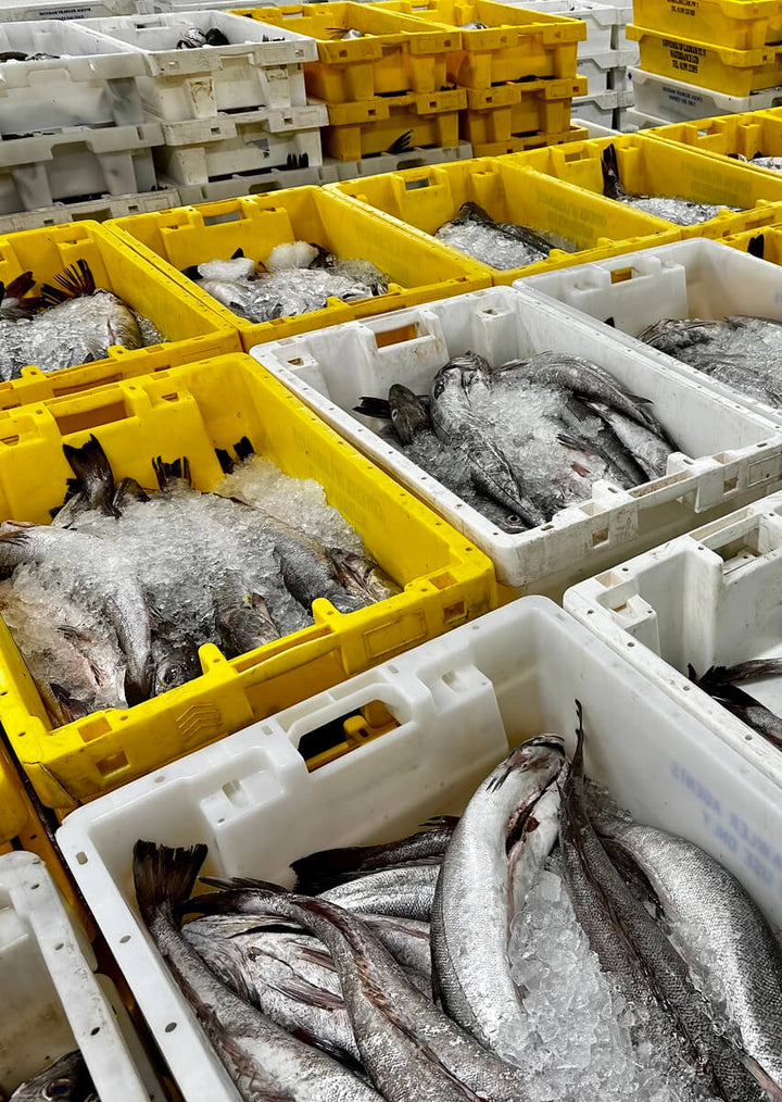 What does MSC certified actually mean? | Rockfish Skipper's Log