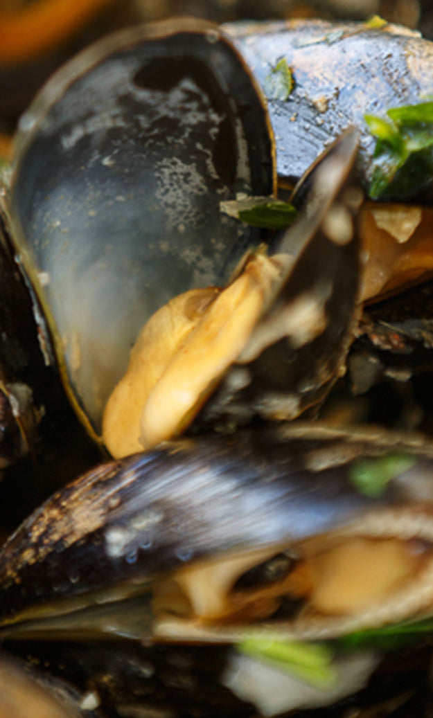 Mussels with chilli wine and bay recipe