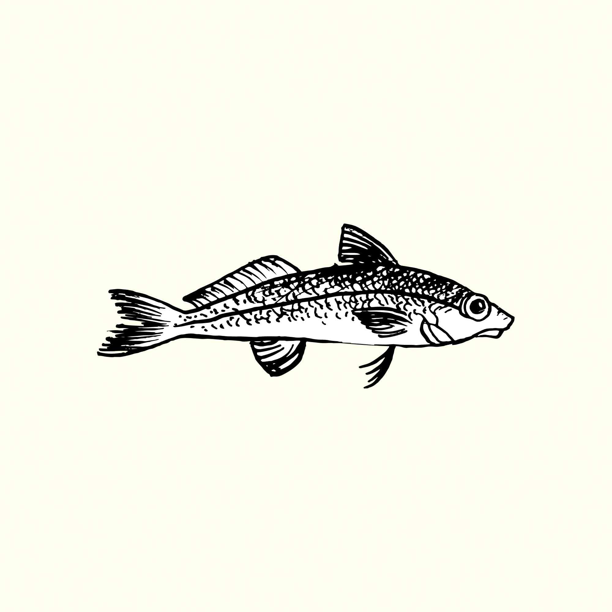 Whiting Illustration