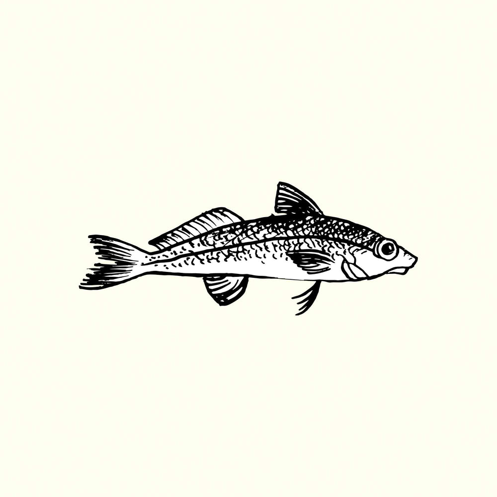 Whiting Illustration